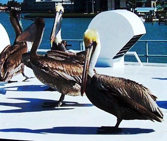 pelicans inspire DeHoff Arts- copy writes apply