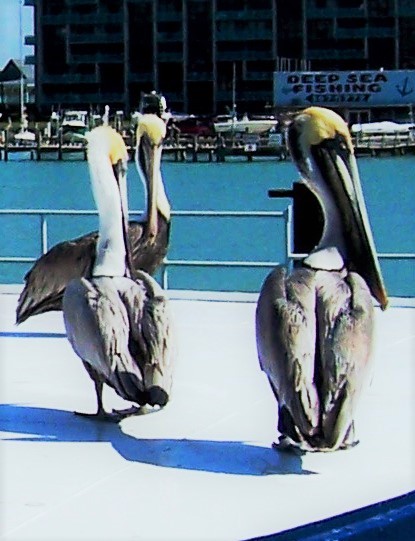 pelicans inspire DeHoff Arts- copy writes apply